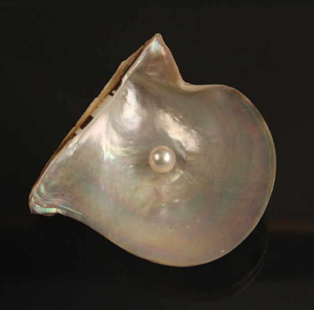 11月27日の誕生石　真珠母貝