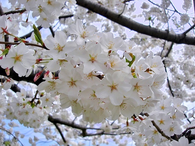 3月の誕生花　桜