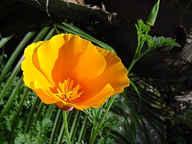5月13日の誕生花　カリフォルニアポピー