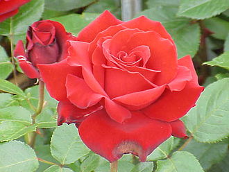 5月21日の誕生花　薔薇（赤）