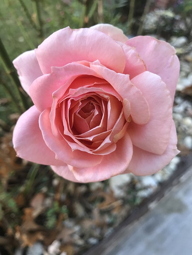 7月15日の誕生花　薔薇（ピンク）